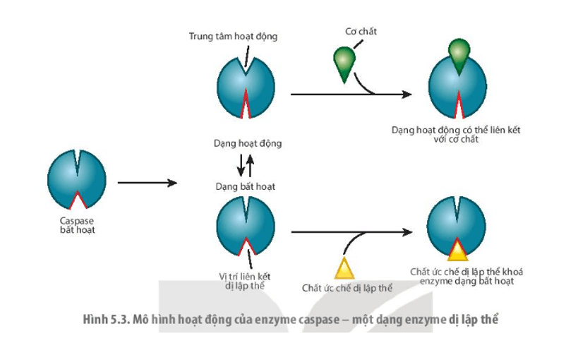 Quan sát hình 5.3, mô tả cấu trúc hoạt động của enzyme dị lập thể